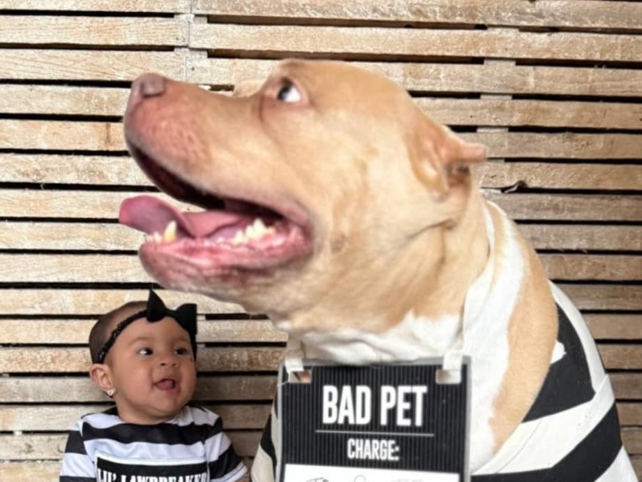 American Bully 4 years old female large named jade for breeding in Philadelphia, Pennsylvania | Petmeetly