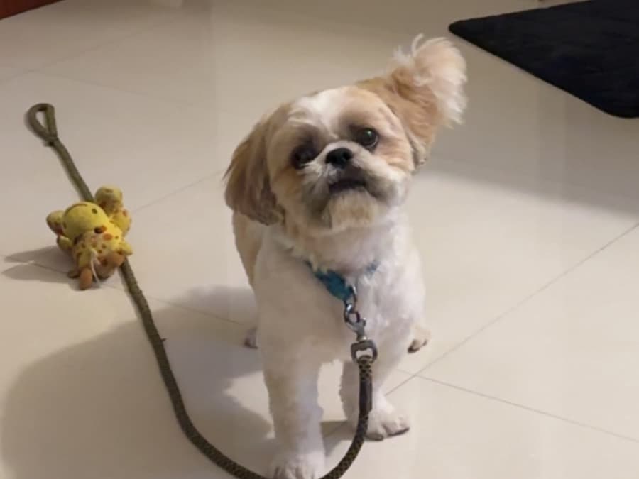 Shih Tzu 5 years old male small named Jackie for breeding in Chennai, Tamil Nadu | Petmeetly