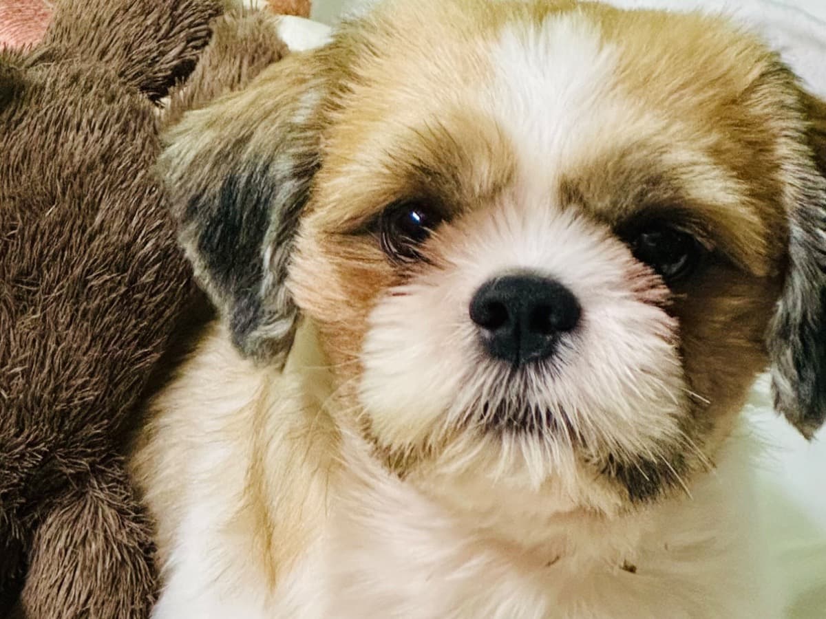Shih Tzu 3 years old male medium named Scooby for breeding in Chennai, Tamil Nadu | Petmeetly