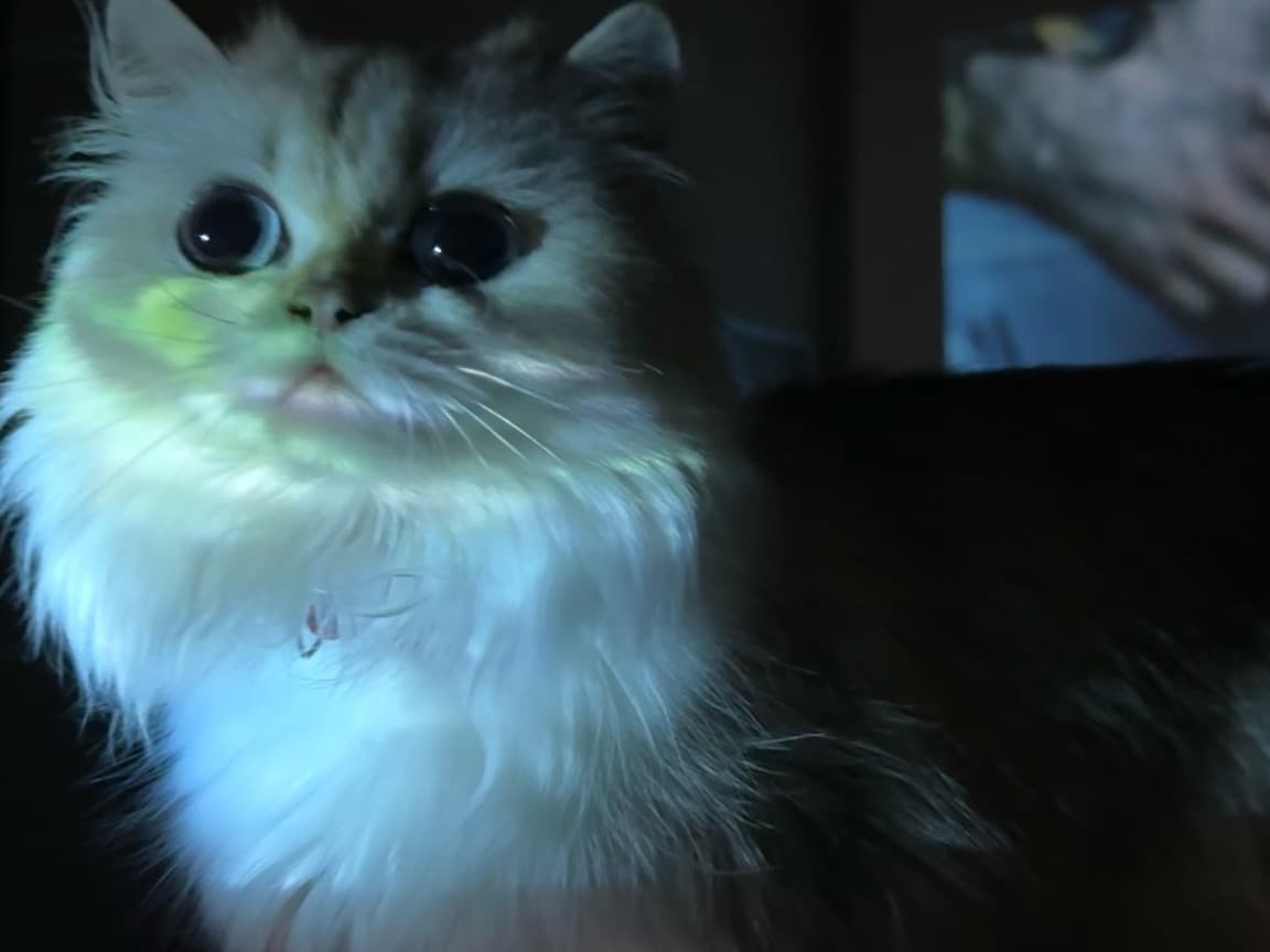 Scottish Straight 2 years old female named uba for breeding in texas, Texas | Petmeetly