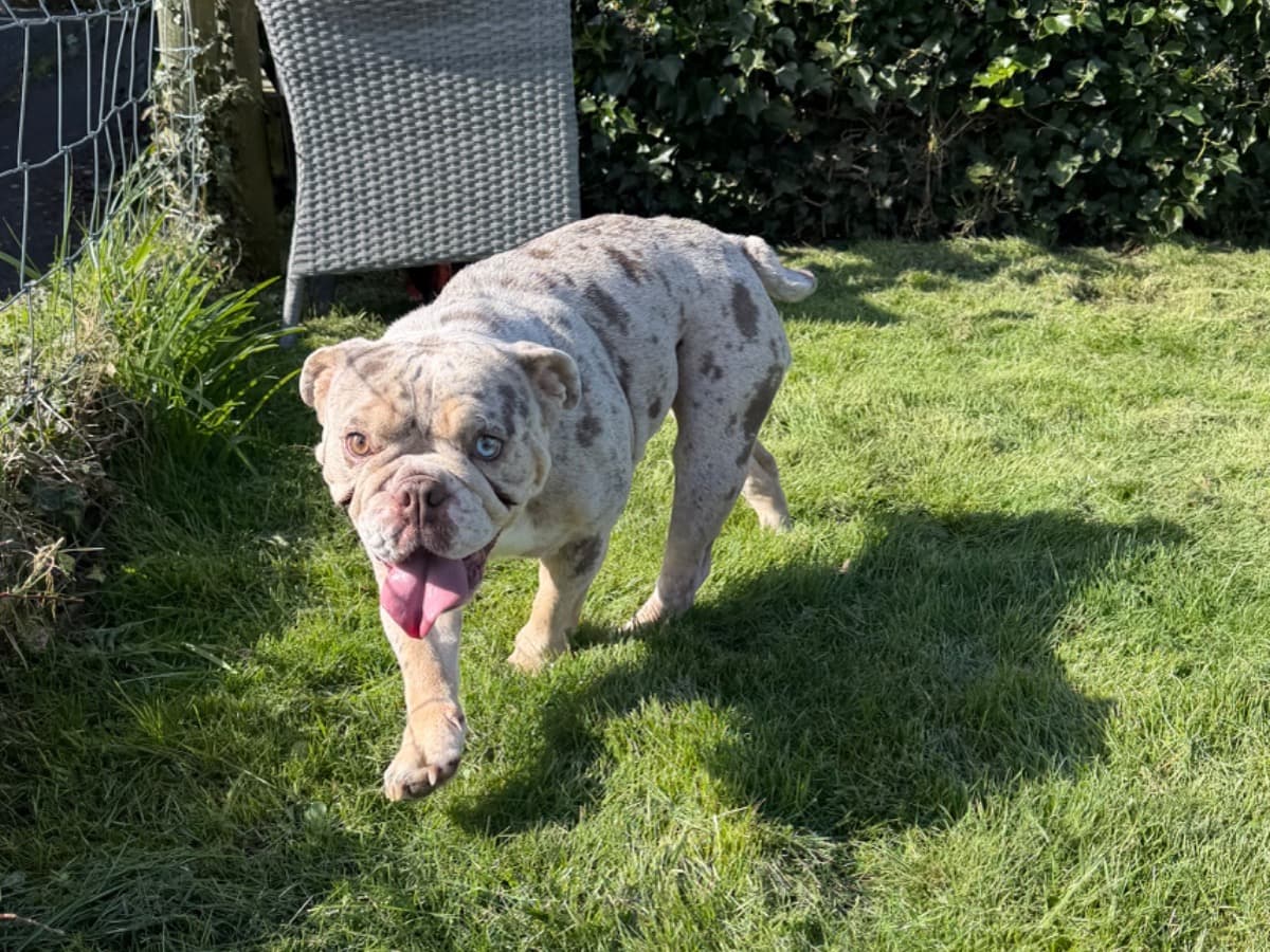 Bulldog 2 years 8 months old female medium named Storm for breeding in Bangor, Wales | Petmeetly