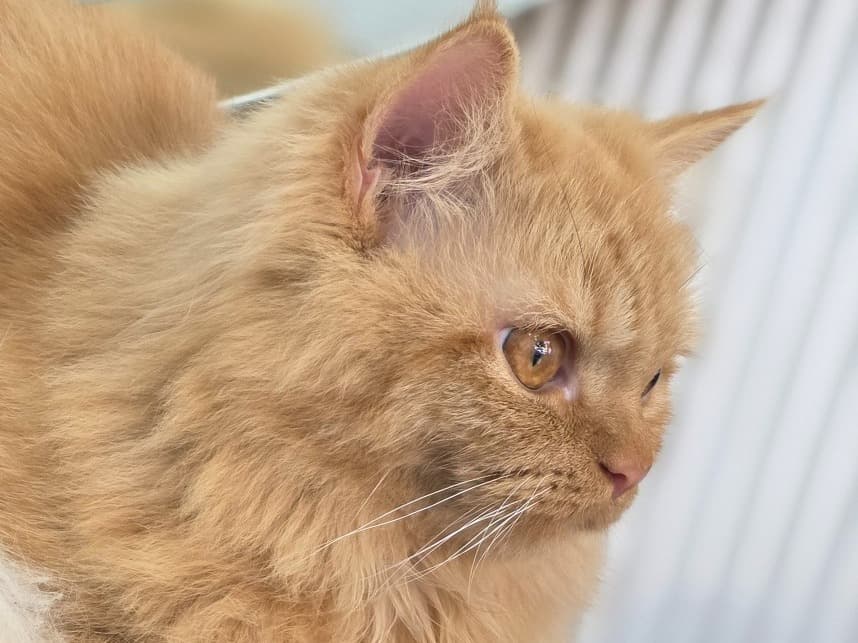 Persian 1 year 8 months old male named simbha for breeding in New Delhi, Delhi | Petmeetly