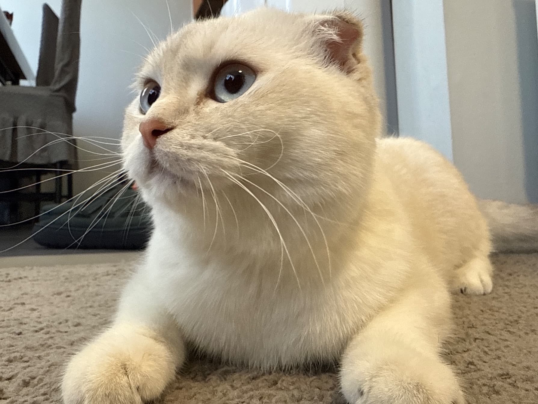 Scottish Fold 1 year 1 month old female named Alaska for breeding in Philadelphia, Pennsylvania | Petmeetly