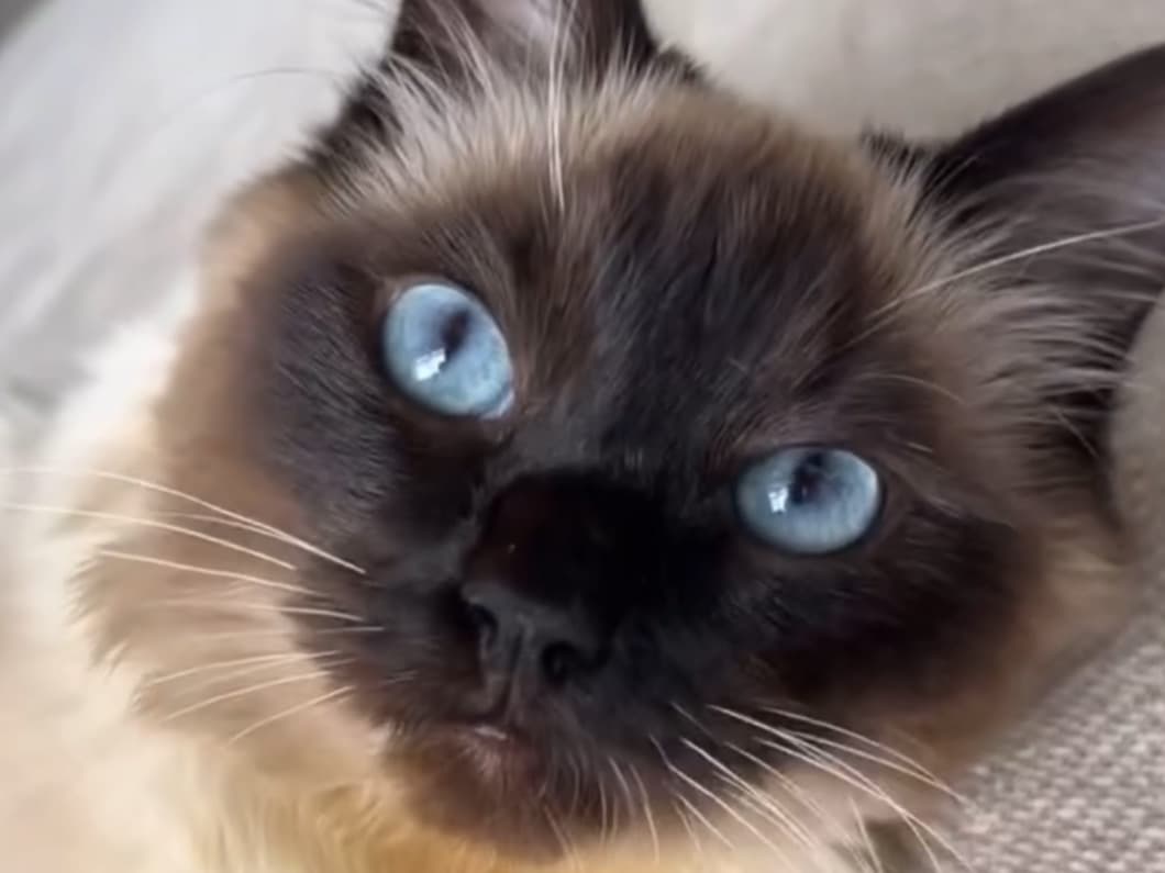 Ragdoll 1 year 1 month old male named Mello for breeding in Bradford, England | Petmeetly
