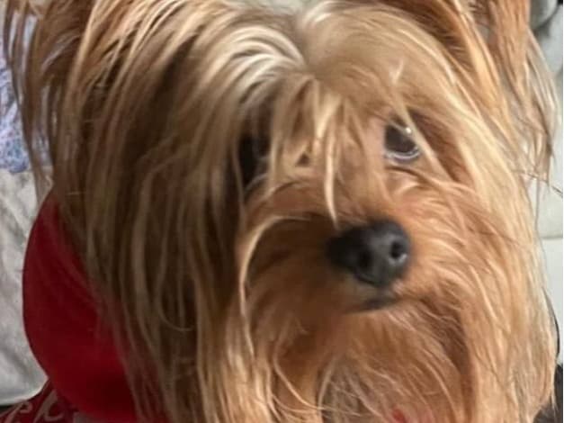 Yorkshire Terrier 2 years 11 months old male small named Jimmy for breeding in Naples, Florida | Petmeetly