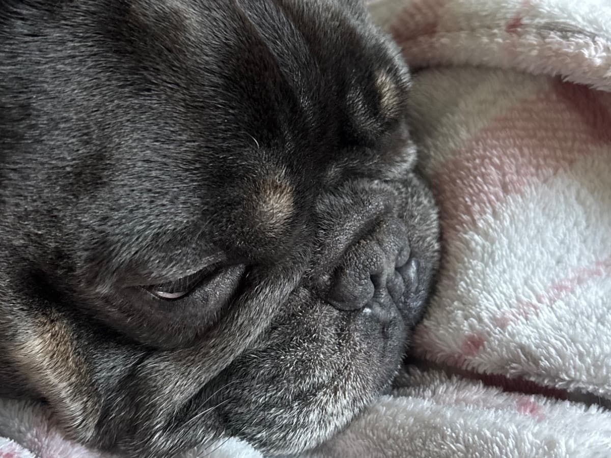 French Bulldog 5 years old male medium named Rocco for breeding in West Northamptonshire, England | Petmeetly