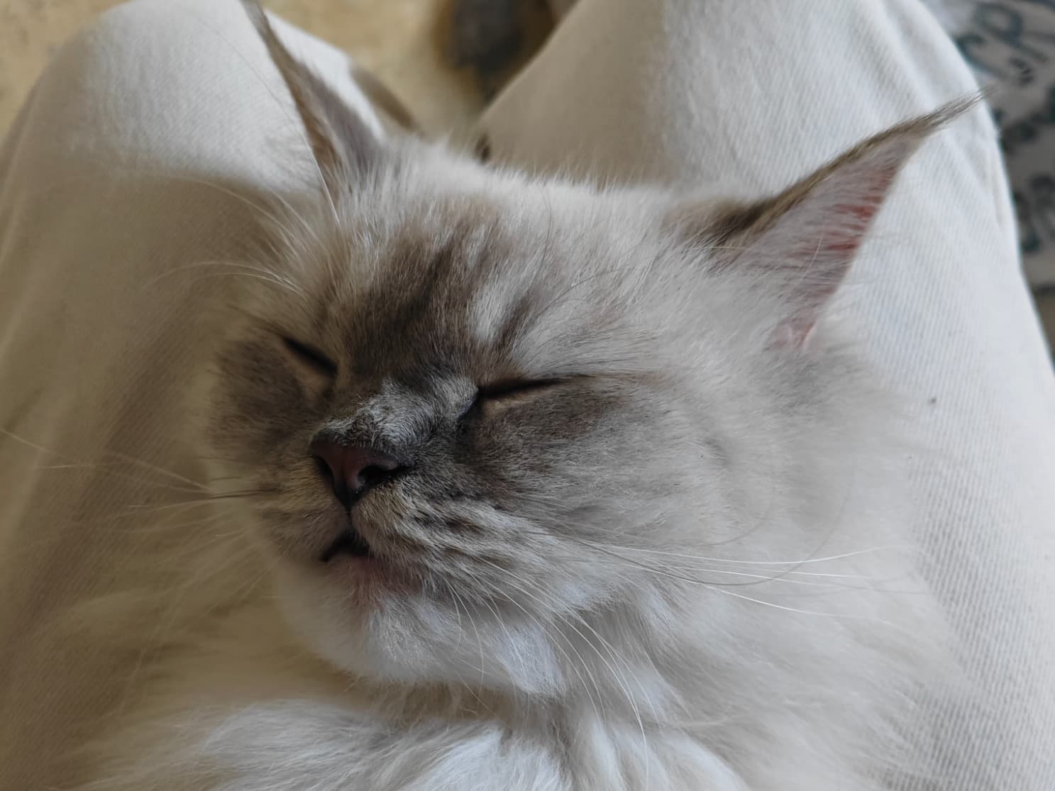 Himalayan 1 year old female named julie for breeding in Mumbai, Maharashtra | Petmeetly