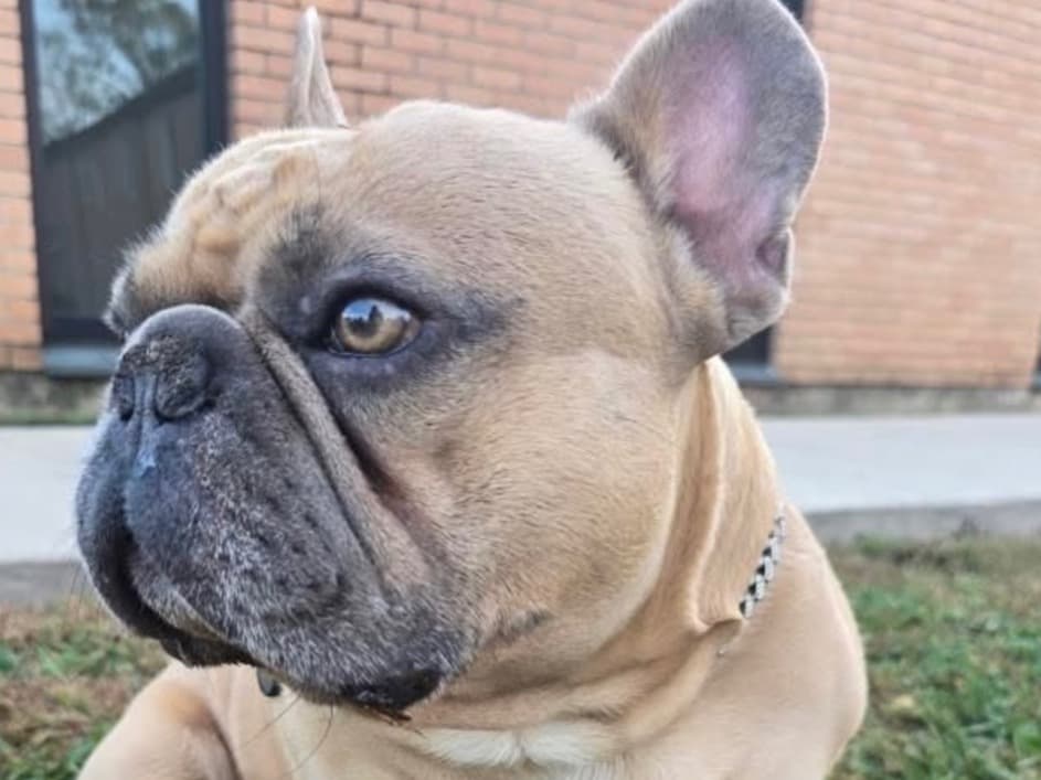 French Bulldog 4 years old male medium named Knoxx for breeding in Harrisville, New York | Petmeetly