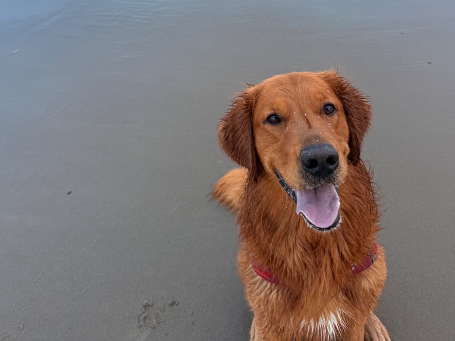 Golden Retriever 5 years old male large named Walter for breeding in St. George, Utah | Petmeetly