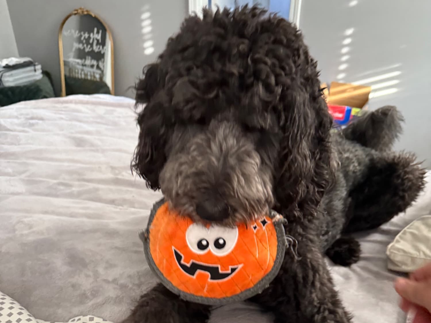 Golden Retriever 3 years old male large named scout for breeding in Hortense, Georgia | Petmeetly