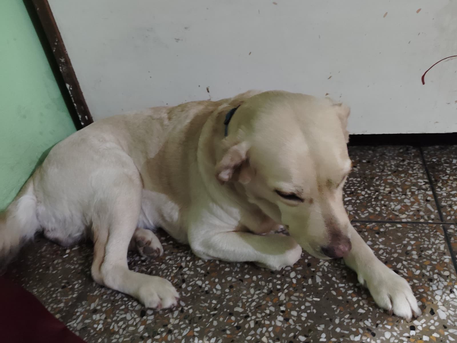 Labrador Retriever 3 years old female large named Jolly for breeding in Gurugram, Haryana | Petmeetly