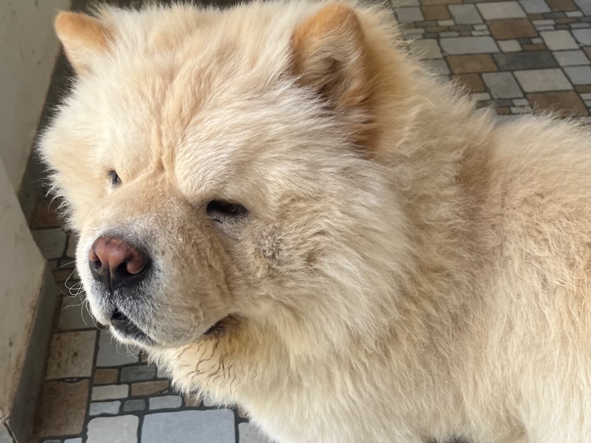 Chow Chow 2 years old male medium named Sheru for breeding in Gandhinagar, Gujarat | Petmeetly