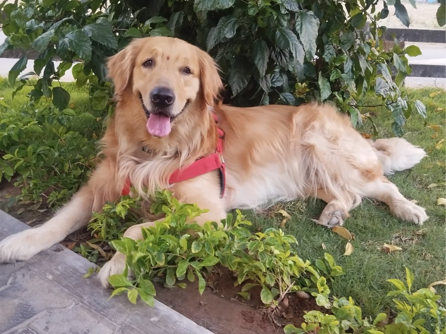 Golden Retriever 3 years 6 months old male large named Romeo for breeding in Salem, Tamil Nadu | Petmeetly