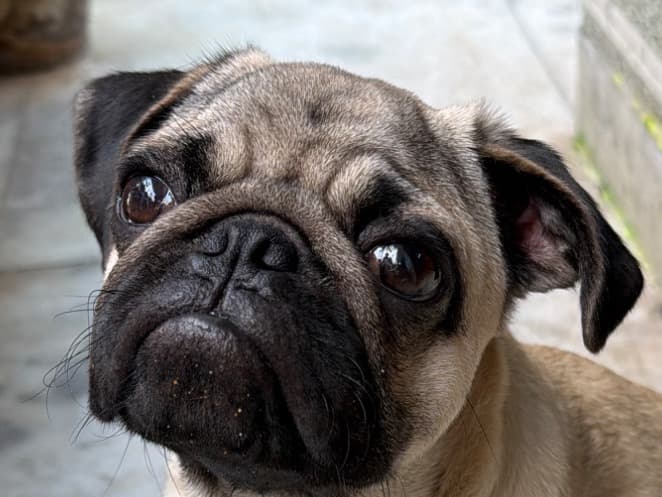 Pug 1 year old male small named DHOLU PUG MALE for breeding in New Delhi, Delhi | Petmeetly
