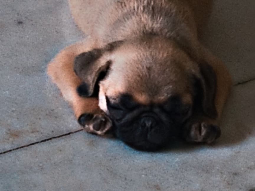 Pug 1 year old male medium named George for breeding in Prayagraj, Uttar Pradesh | Petmeetly