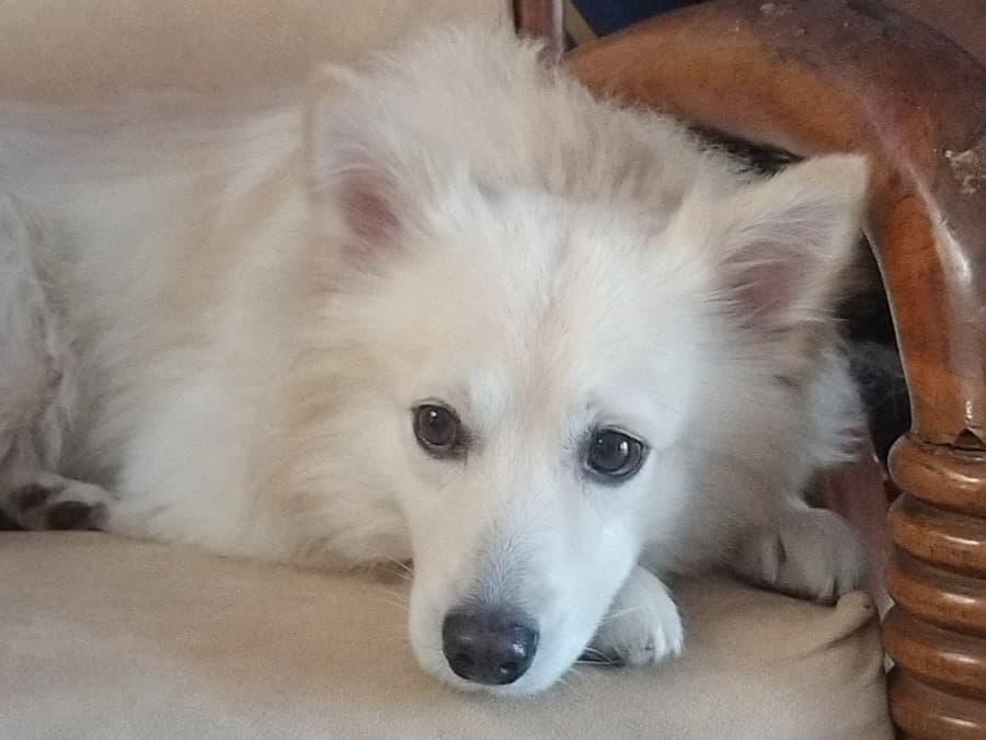 Pomeranian 1 year 3 months old male medium named jack for breeding in Bodhan, Gujarat | Petmeetly