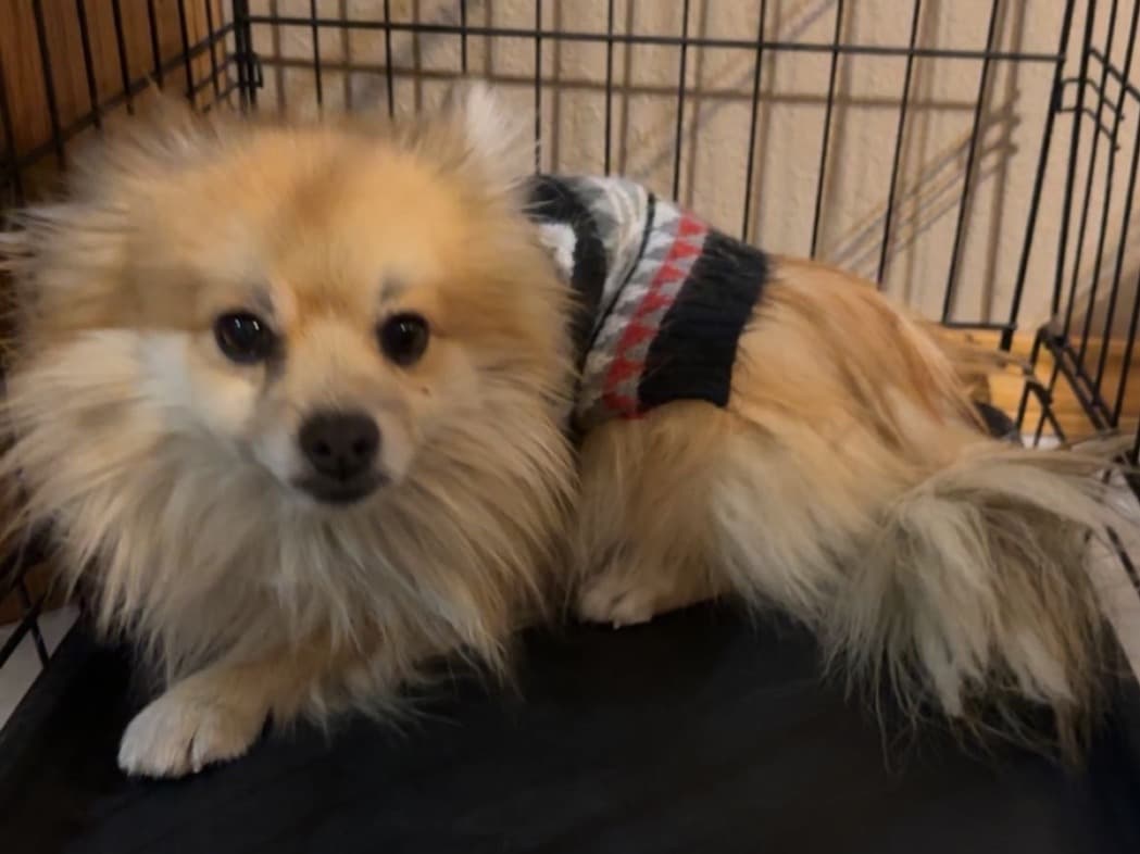 Pomeranian 5 years old male small named Zuko for breeding in Del Rio, Texas | Petmeetly