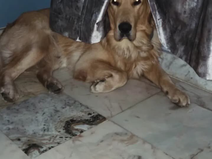 Golden Retriever 2 years old male large named chiku for breeding in Raipur, Chhattisgarh | Petmeetly