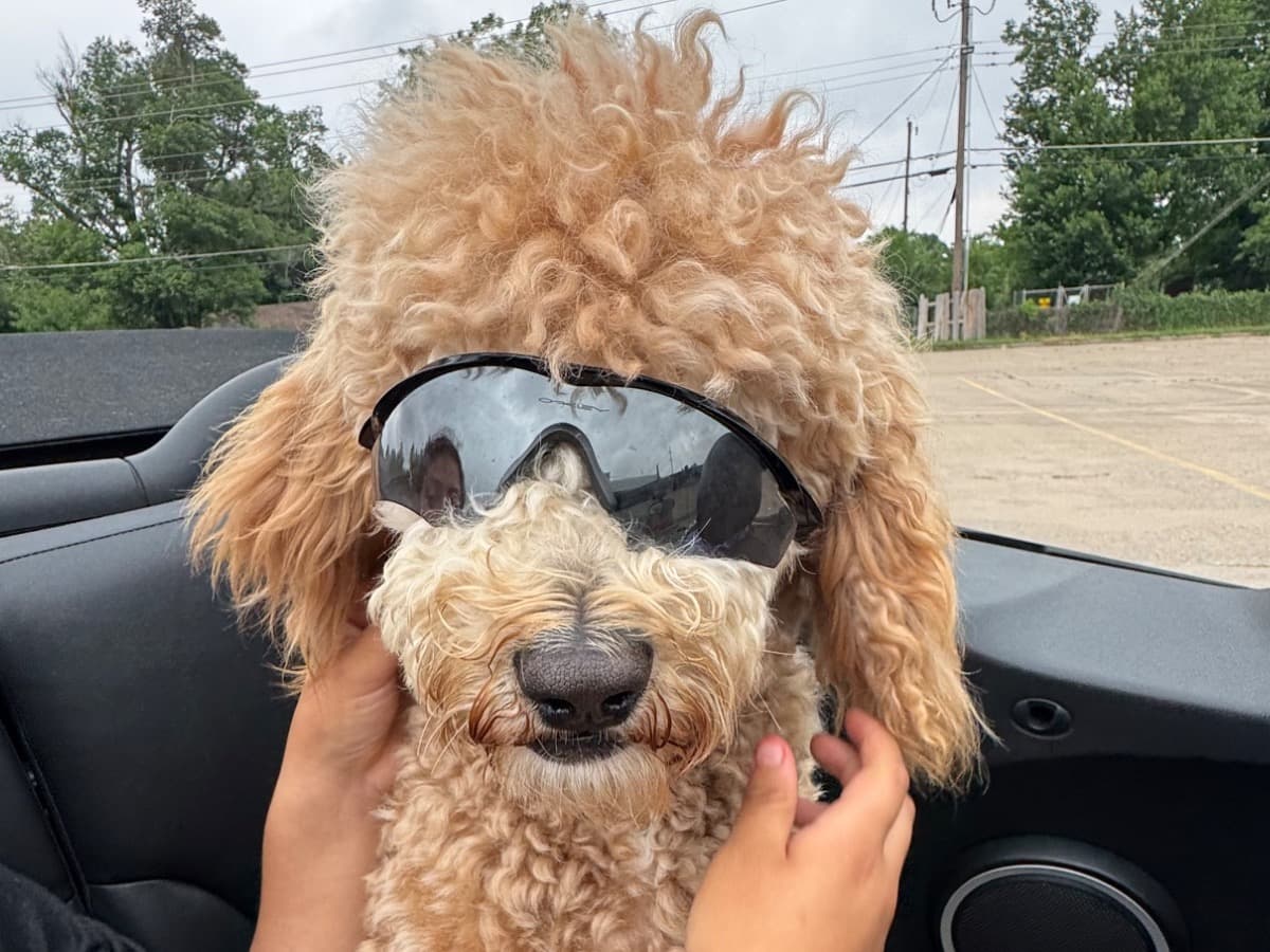 Golden Retriever 1 year 10 months old female large named daisy for breeding in Oklahoma City, Oklahoma | Petmeetly