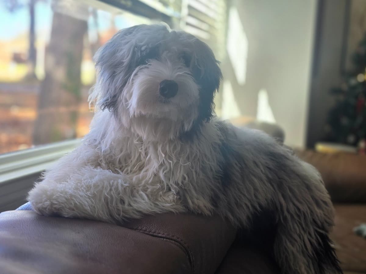 Miniature Poodle 1 year old female medium named Punky for breeding in Indianapolis, Indiana | Petmeetly