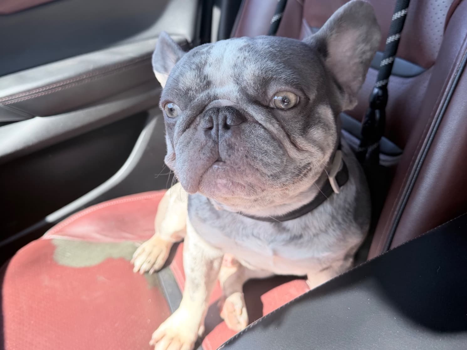French Bulldog 3 years old male medium named chop for breeding in Tampa, Florida | Petmeetly