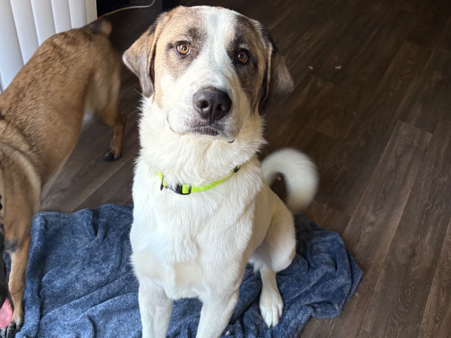 Anatolian Shepherd 2 years old male extra large named Ace for breeding in Moreno Valley, California | Petmeetly