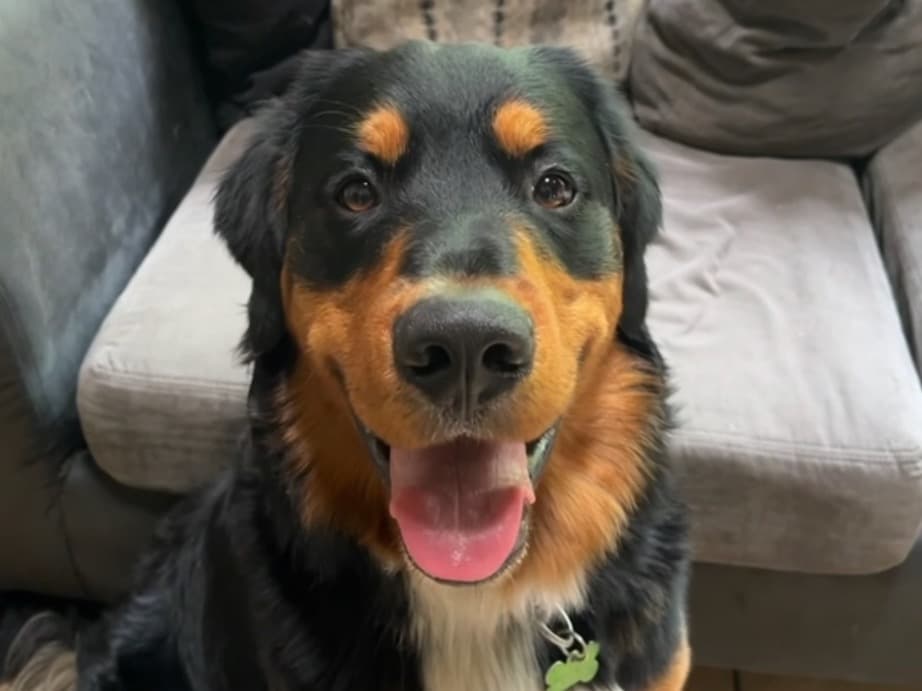 Golden Mountain Dog 1 year 11 months old male large named Bruno for breeding in Eliot, Maine | Petmeetly