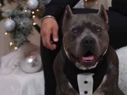 American Bully 3 years old male extra large named Brabus for breeding in Fort Lauderdale, Florida | Petmeetly