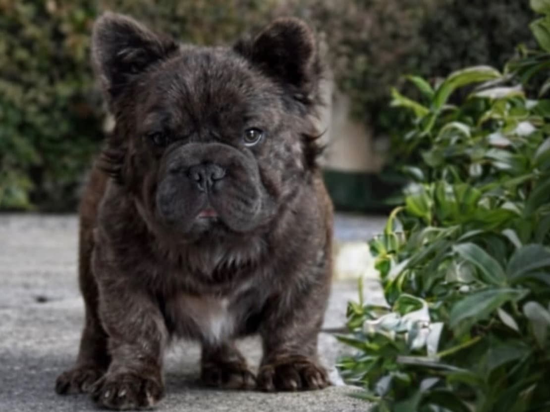 French Bulldog 1 year old male small named kozie for breeding in Alexandria, Louisiana | Petmeetly