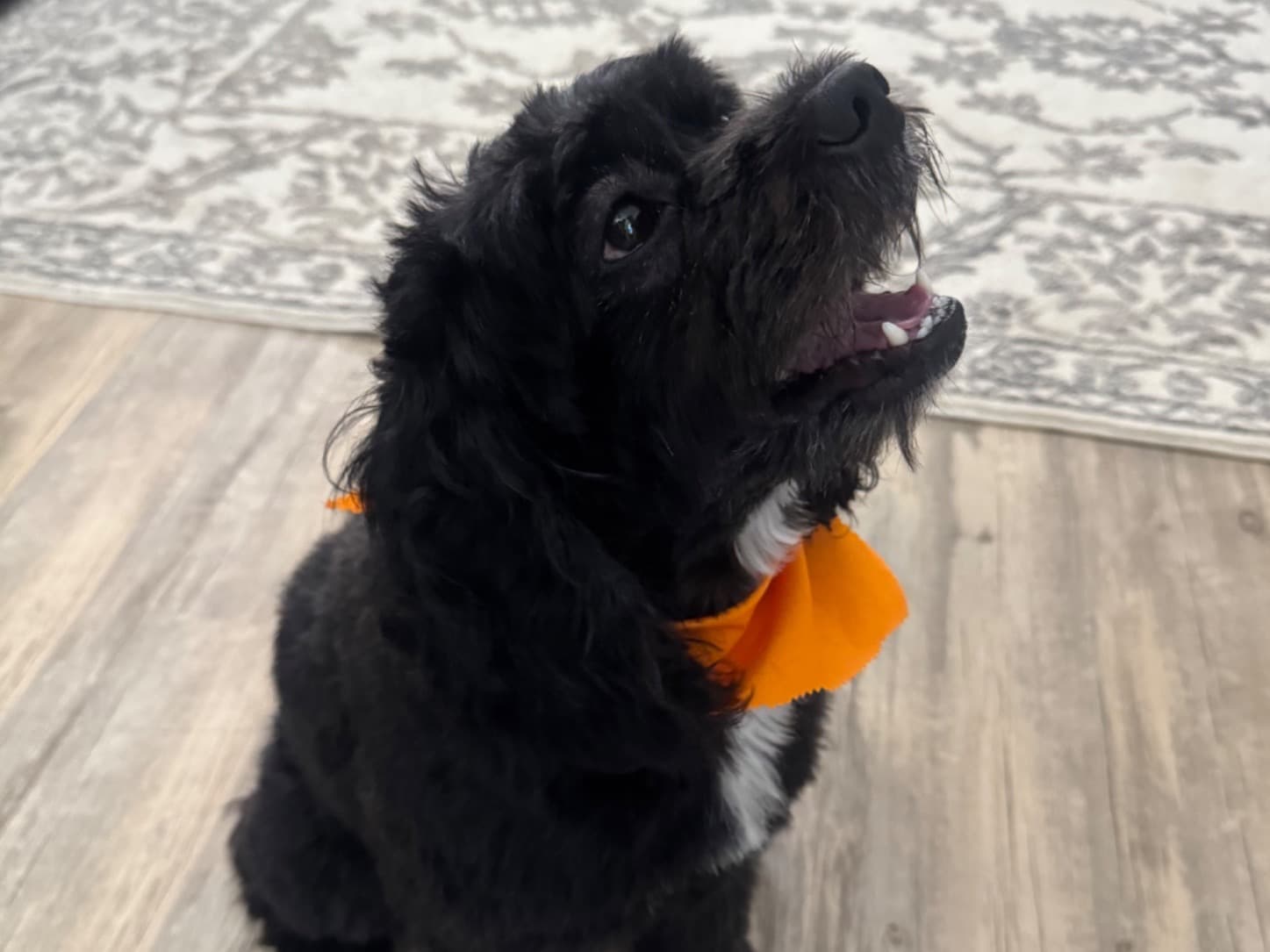 Poodle 4 years old male small named Koda for breeding in Katy, Texas | Petmeetly
