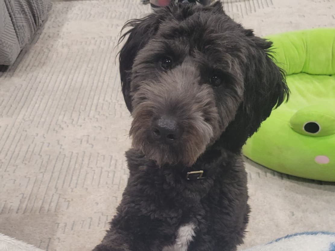 Labradoodle 2 years old male medium named King for breeding in New Cumberland, Pennsylvania | Petmeetly