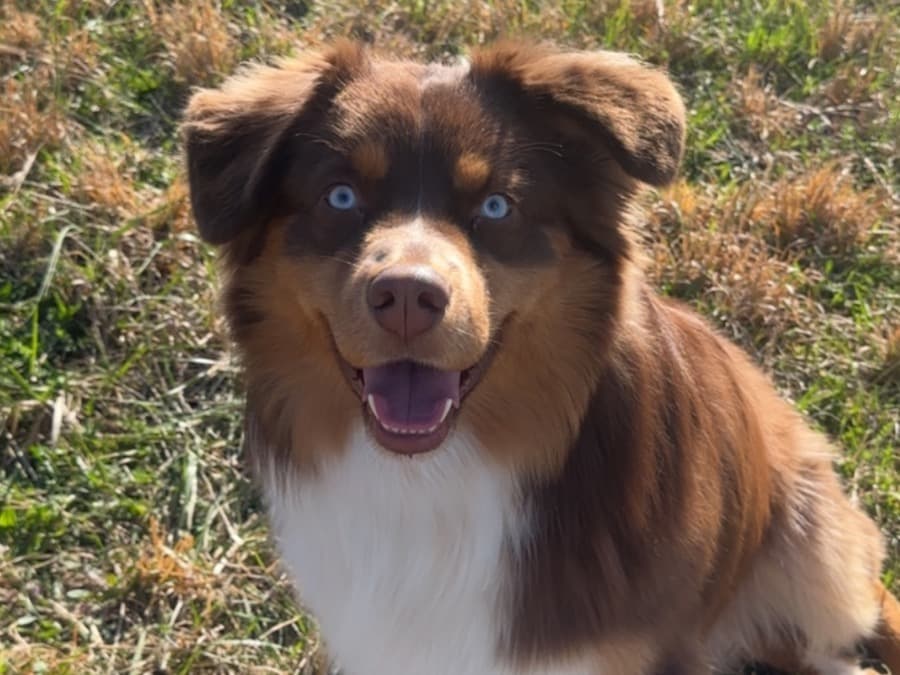 Australian Shepherd 1 year 4 months old male medium named Ranger for breeding in Athens, Alabama | Petmeetly