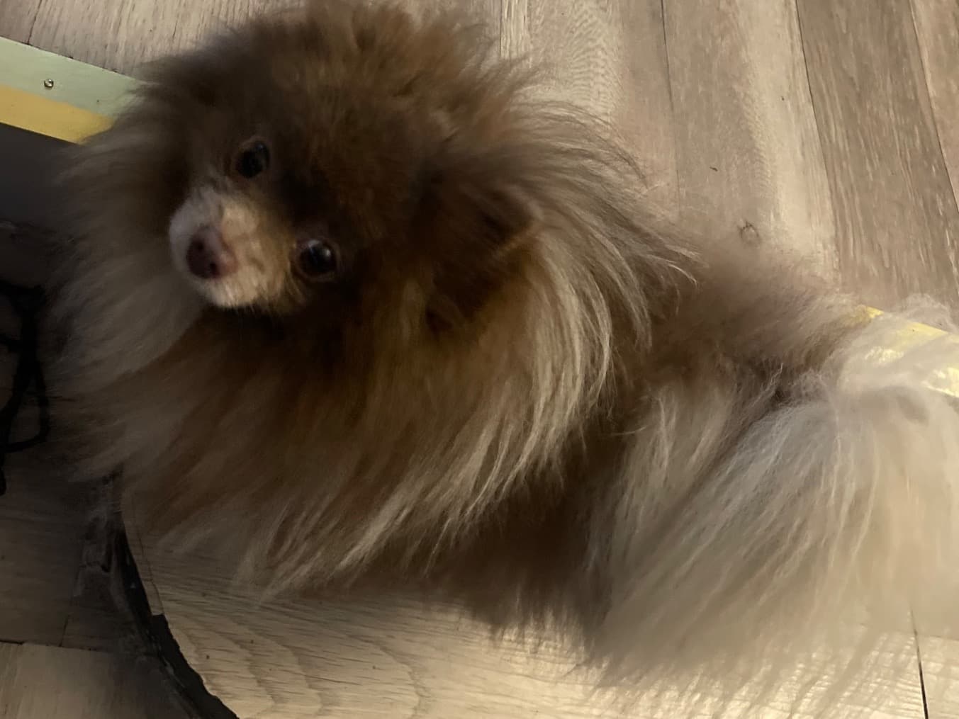 Pomeranian 4 years old male small named Leo for breeding in New York, New York | Petmeetly