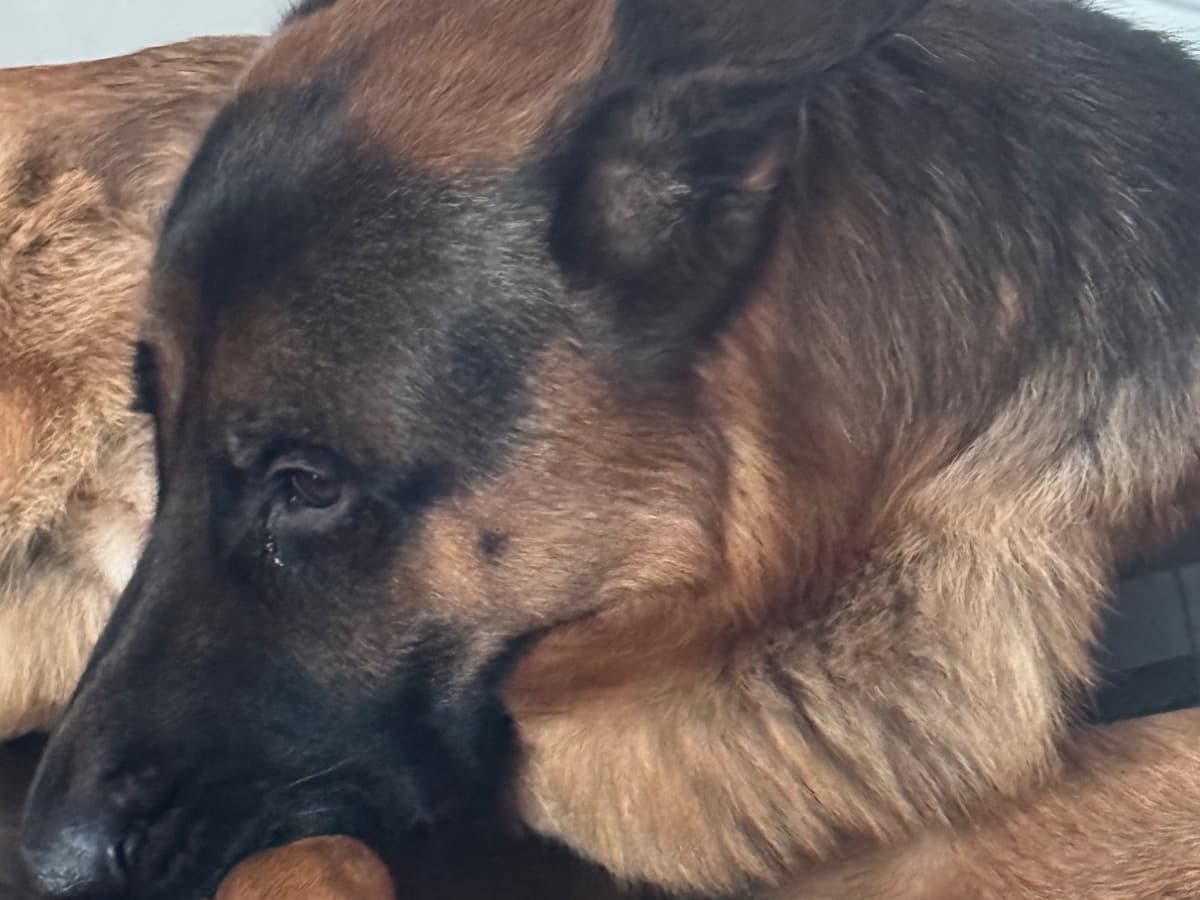 German Shepherd 2 years 5 months old male large named Boss for breeding in Dudley, England | Petmeetly