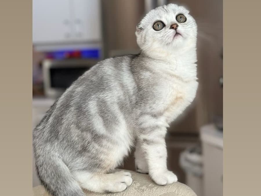 Scottish Fold 3 years old female named snowy for breeding in Meriden, Connecticut | Petmeetly