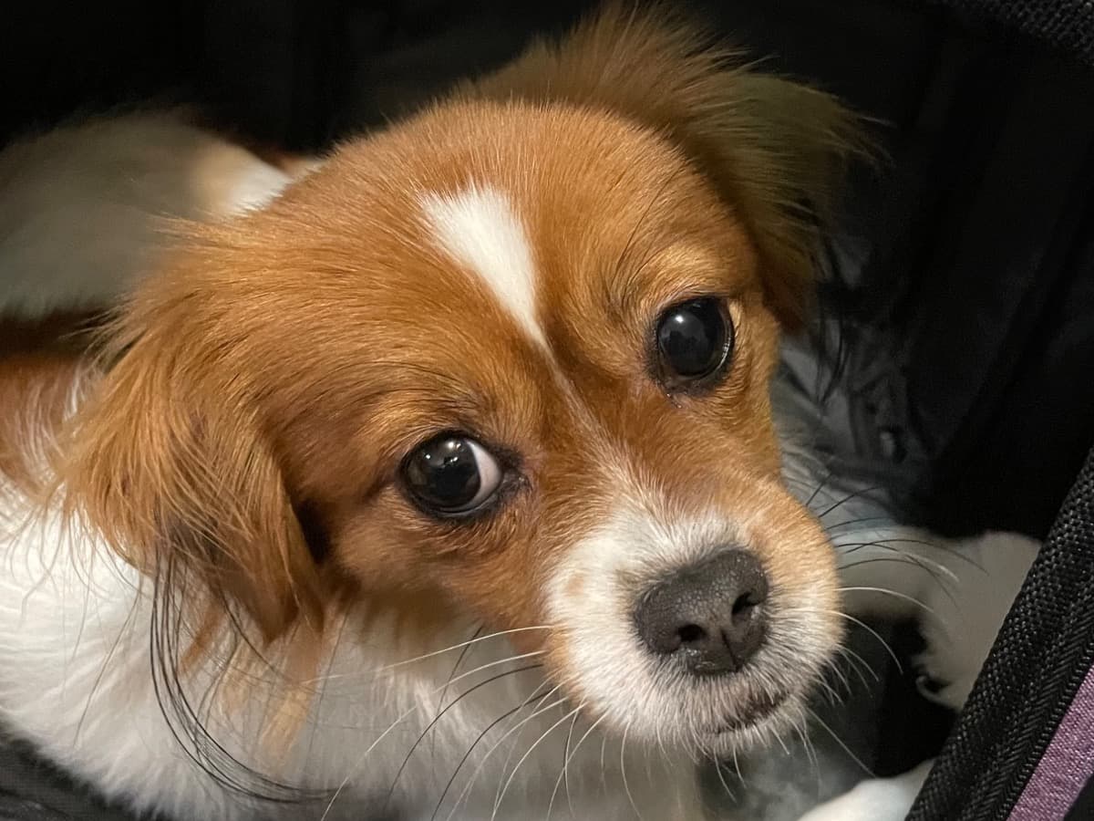 Shih Tzu 3 years 1 month old female small named Amina for breeding in Ansonia, Connecticut | Petmeetly