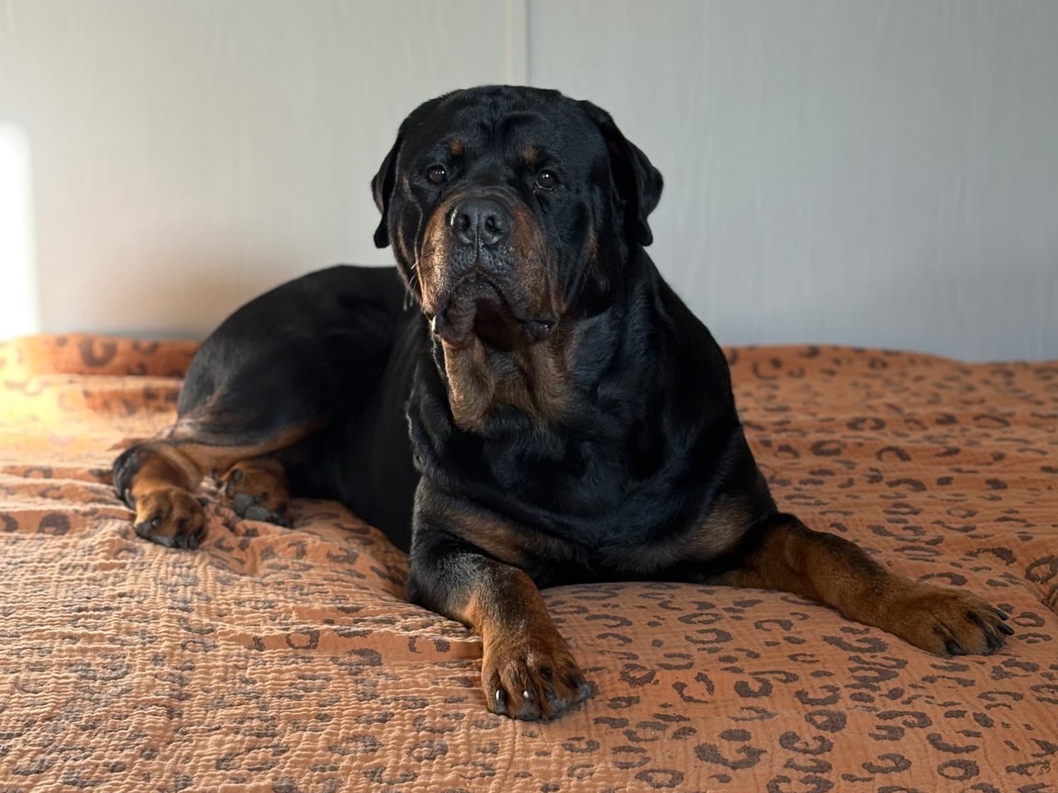 Rottweiler 2 years old male extra large named zues for breeding in Houston, Texas | Petmeetly