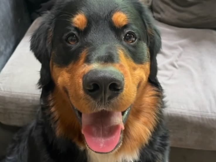 Golden Mountain Dog 1 year 11 months old male large named bruno for breeding in Eliot, Maine | Petmeetly