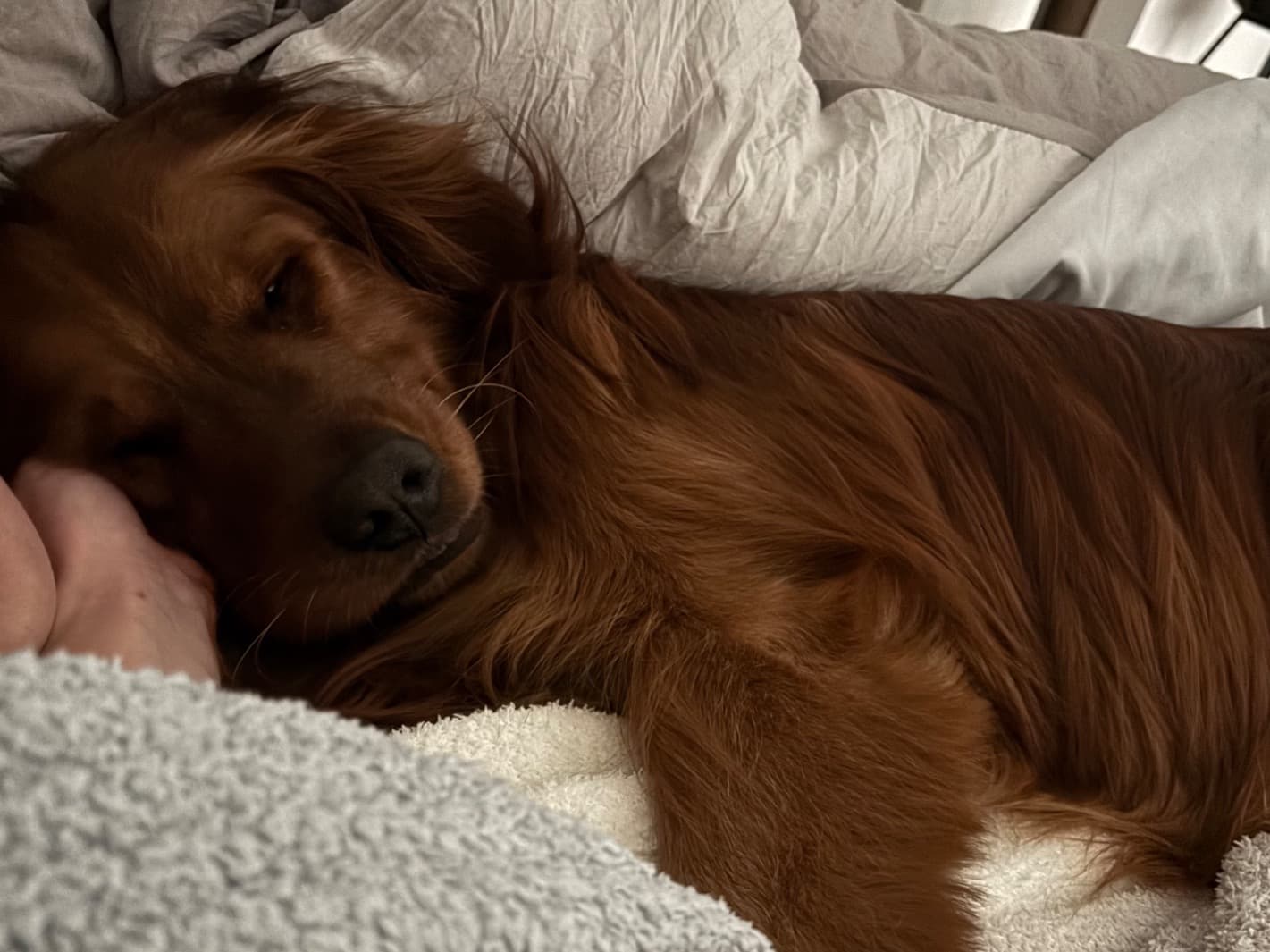 Golden Retriever 2 years old male medium named Rusty for breeding in Murrieta, California | Petmeetly