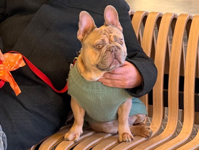 French Bulldog 6 years old male medium named Ragnar for breeding in Croydon, England | Petmeetly