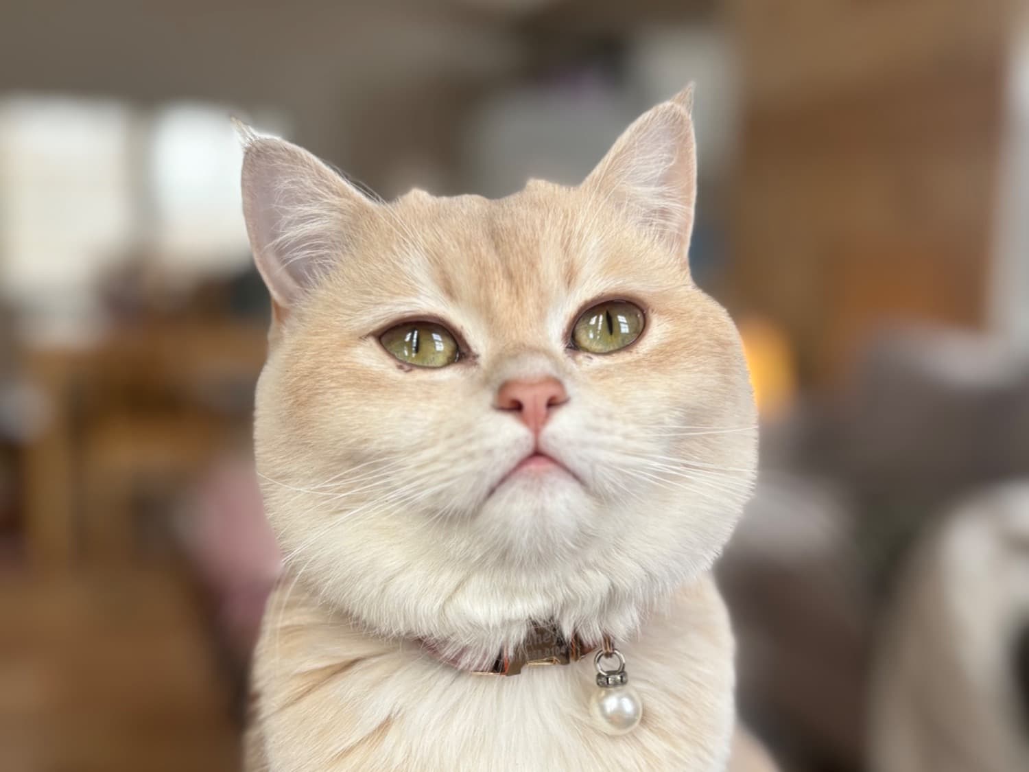 British Shorthair 1 year old female named Honey for breeding in Wrightsville, Pennsylvania | Petmeetly