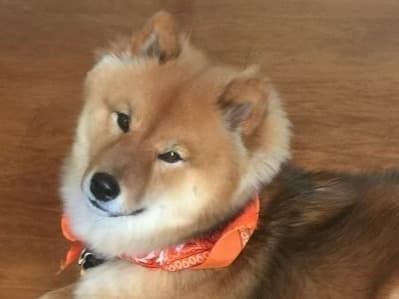 Pomeranian 3 years old female small named Haley for breeding in Rancho Santa Margarita, California | Petmeetly