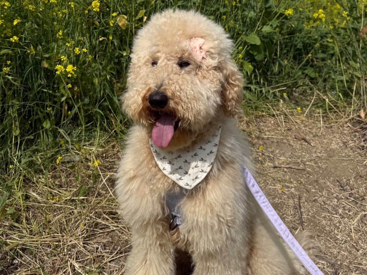 Poodle 1 year old female large named peaches for breeding in Fontana, California | Petmeetly
