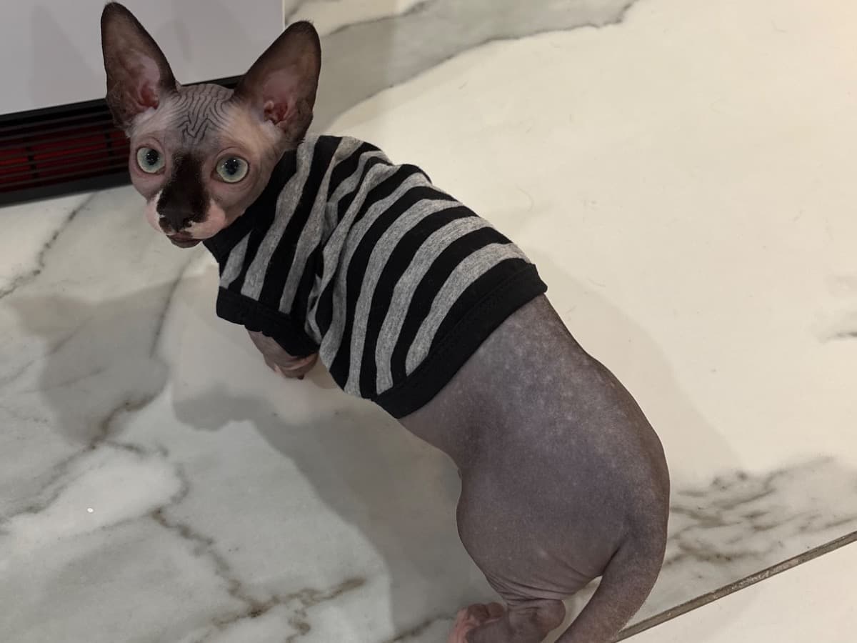 Sphynx 1 year 5 months old male named Harry for breeding in New York, New York | Petmeetly