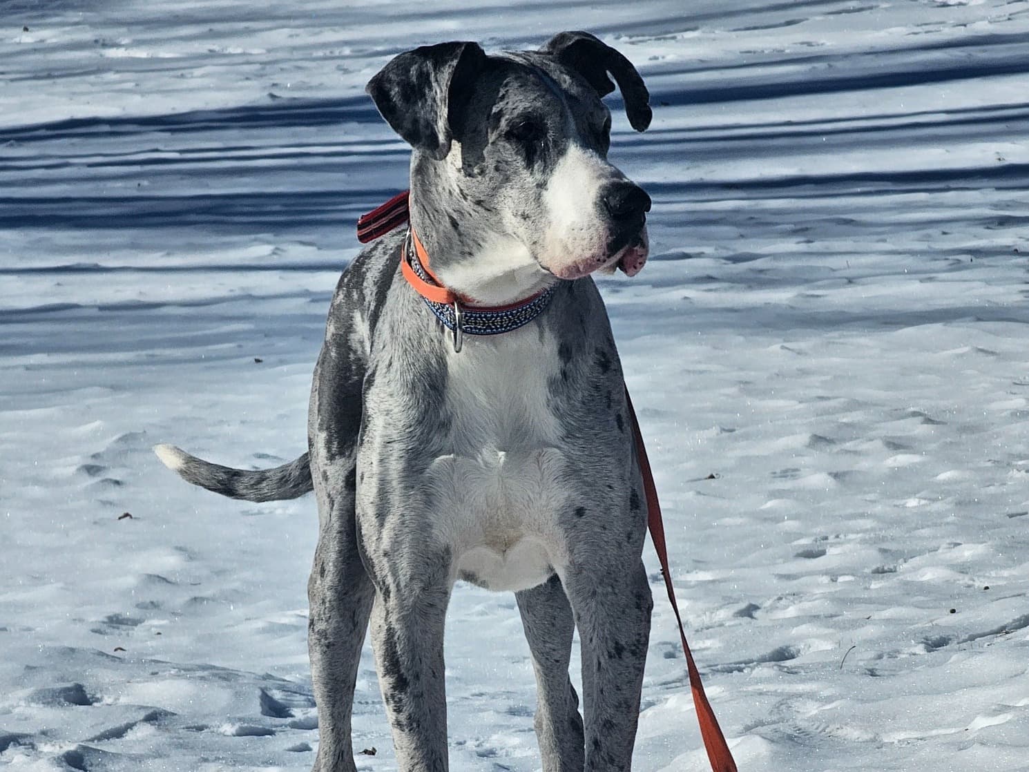 Great Dane 7 years old male extra large named Wicho for breeding in Minneapolis, Minnesota | Petmeetly