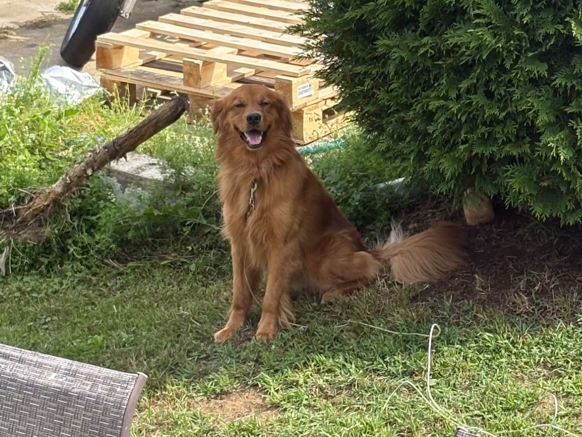 Golden Retriever 3 years old male large named max for breeding in Barre, Massachusetts | Petmeetly