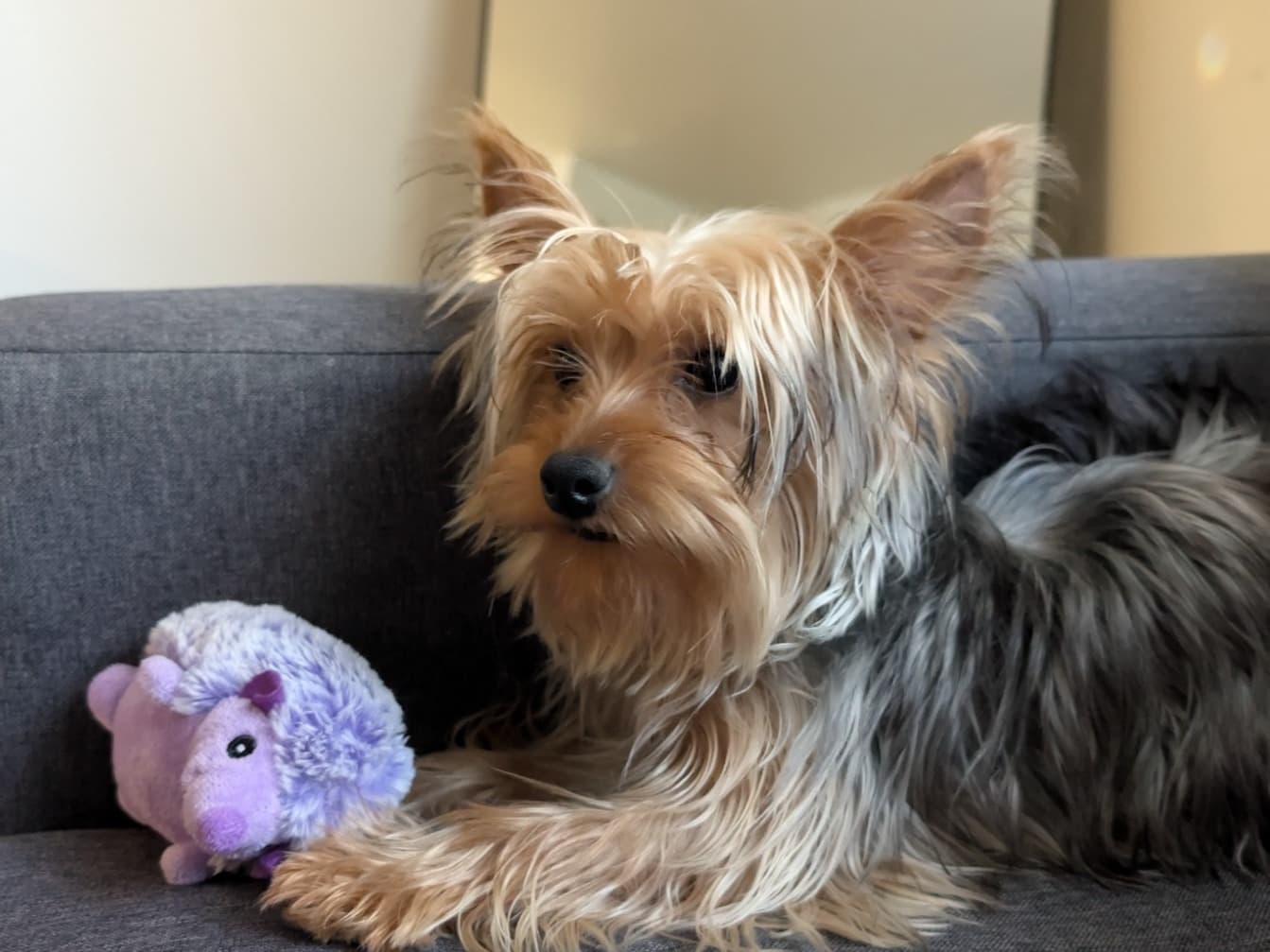 Yorkshire Terrier 1 year old male small named Max for breeding in Boise, Idaho | Petmeetly