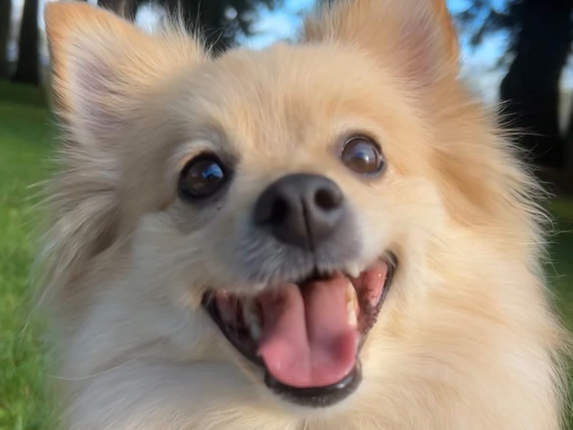 Pomeranian 3 years 8 months old female medium named mila for breeding in Eugene, Oregon | Petmeetly
