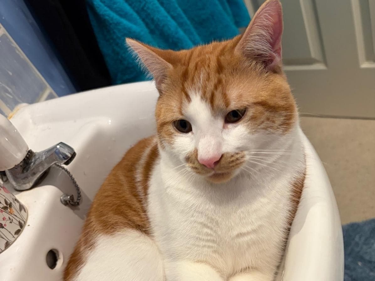 Domestic Shorthair 1 year old male named ginger for breeding in Chester, England | Petmeetly