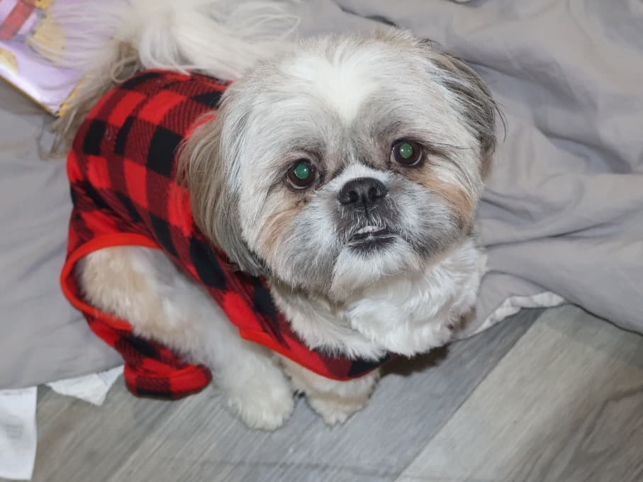 Shih Tzu 4 years 3 months old male small named Rylo for breeding in Miami Gardens, Florida | Petmeetly